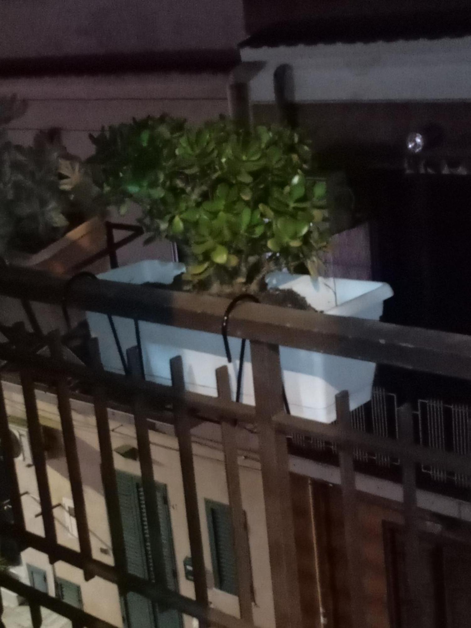 Casa Alice Hotell Isola delle Femmine Eksteriør bilde